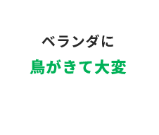 ベランダに鳥がきて大変